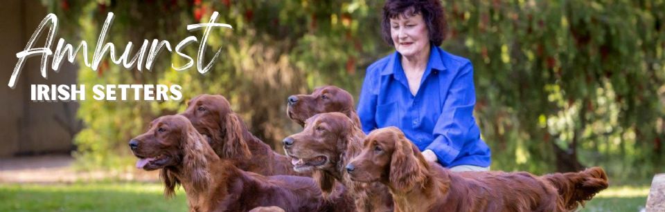 Amhurst Irish Setters